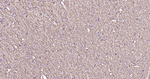 MBP Antibody in Immunohistochemistry (Paraffin) (IHC (P))