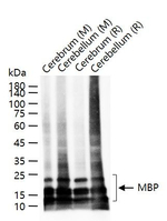 MBP Antibody in Western Blot (WB)