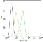 EBP50 Antibody in Flow Cytometry (Flow)