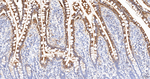 EBP50 Antibody in Immunohistochemistry (Paraffin) (IHC (P))