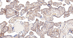 EBP50 Antibody in Immunohistochemistry (Paraffin) (IHC (P))