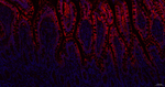 EBP50 Recombinant Rabbit Monoclonal Antibody (8E7)