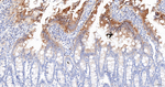 EBP50 Antibody in Immunohistochemistry (Paraffin) (IHC (P))