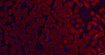 EBP50 Antibody in Immunohistochemistry (Paraffin) (IHC (P))