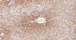 EBP50 Antibody in Immunohistochemistry (Paraffin) (IHC (P))