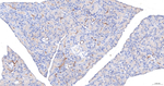 EBP50 Antibody in Immunohistochemistry (Paraffin) (IHC (P))