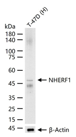 EBP50 Antibody in Western Blot (WB)