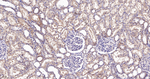 IDE Antibody in Immunohistochemistry (Paraffin) (IHC (P))