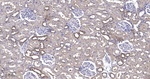 IDE Antibody in Immunohistochemistry (Paraffin) (IHC (P))