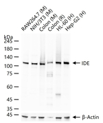 IDE Antibody in Western Blot (WB)