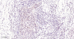 SP1 Antibody in Immunohistochemistry (Paraffin) (IHC (P))