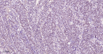 SP1 Antibody in Immunohistochemistry (Paraffin) (IHC (P))