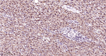 SP1 Antibody in Immunohistochemistry (Paraffin) (IHC (P))