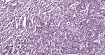 SP1 Antibody in Immunohistochemistry (Paraffin) (IHC (P))