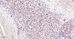 SP1 Antibody in Immunohistochemistry (Paraffin) (IHC (P))