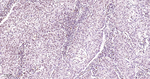 SP1 Recombinant Rabbit Monoclonal Antibody (4A16)