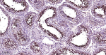 SP1 Antibody in Immunohistochemistry (Paraffin) (IHC (P))