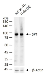 SP1 Antibody in Western Blot (WB)
