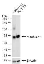 MFN1 Recombinant Rabbit Monoclonal Antibody (15E14)