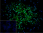 NEDD8 Recombinant Rabbit Monoclonal Antibody (2B1)