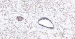 NEDD8 Antibody in Immunohistochemistry (Paraffin) (IHC (P))