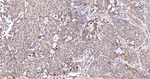 NEDD8 Antibody in Immunohistochemistry (Paraffin) (IHC (P))