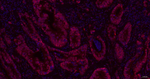NEDD8 Antibody in Immunohistochemistry (Paraffin) (IHC (P))