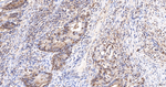 NEDD8 Antibody in Immunohistochemistry (Paraffin) (IHC (P))