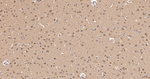 NEDD8 Antibody in Immunohistochemistry (Paraffin) (IHC (P))