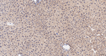 NEDD8 Antibody in Immunohistochemistry (Paraffin) (IHC (P))