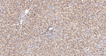 NEDD8 Antibody in Immunohistochemistry (Paraffin) (IHC (P))