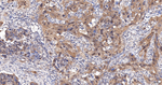 NEDD8 Antibody in Immunohistochemistry (Paraffin) (IHC (P))