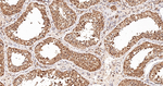 NEDD8 Antibody in Immunohistochemistry (Paraffin) (IHC (P))
