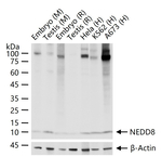 NEDD8 Antibody in Western Blot (WB)