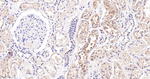 VAMP8 Antibody in Immunohistochemistry (Paraffin) (IHC (P))