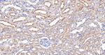 VAMP8 Antibody in Immunohistochemistry (Paraffin) (IHC (P))