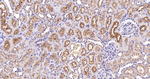VAMP8 Antibody in Immunohistochemistry (Paraffin) (IHC (P))