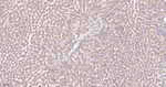 VAMP8 Antibody in Immunohistochemistry (Paraffin) (IHC (P))