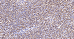 VAMP8 Antibody in Immunohistochemistry (Paraffin) (IHC (P))