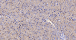 VAMP8 Antibody in Immunohistochemistry (Paraffin) (IHC (P))