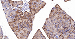VAMP8 Antibody in Immunohistochemistry (Paraffin) (IHC (P))