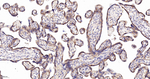 VAMP8 Antibody in Immunohistochemistry (Paraffin) (IHC (P))