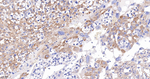 VAMP8 Recombinant Rabbit Monoclonal Antibody (9F1)