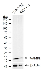 VAMP8 Antibody in Western Blot (WB)