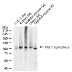 PGC1 alpha/beta Recombinant Rabbit Monoclonal Antibody (17C3)