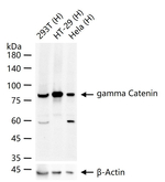 gamma Catenin Recombinant Rabbit Monoclonal Antibody (2C6)