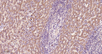 PDIA6 Antibody in Immunohistochemistry (Paraffin) (IHC (P))