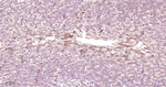 PDIA6 Antibody in Immunohistochemistry (Paraffin) (IHC (P))