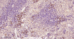 PDIA6 Antibody in Immunohistochemistry (Paraffin) (IHC (P))