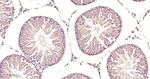 PDIA6 Antibody in Immunohistochemistry (Paraffin) (IHC (P))